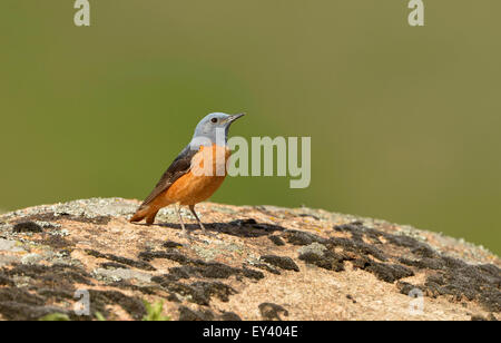 Common or Rufous-tailed Rock Thrush (Monticola saxatilis) male perched on lichen covered rock, Romania, May Stock Photo