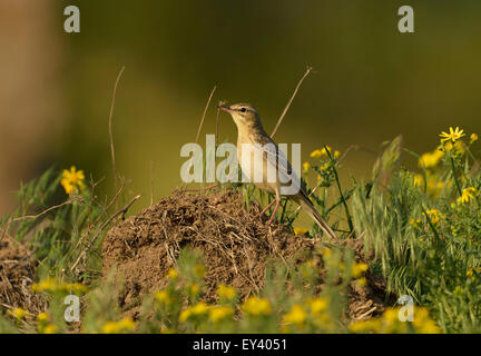 Tawny Pipit (Anthus campestris) perched on ground amongst vegetation, Romania, May Stock Photo