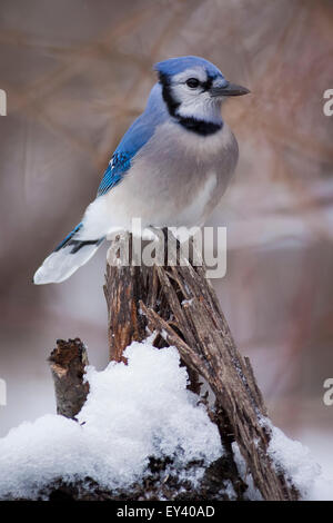 Blue Jay bird perching on a branch covered in snow. Stock Photo