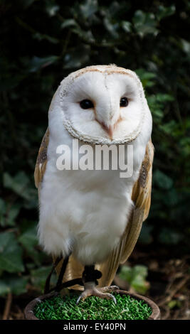 barn owl (Tyto alba), The Hawking Centre, Doddington, Kent, England, UK Stock Photo