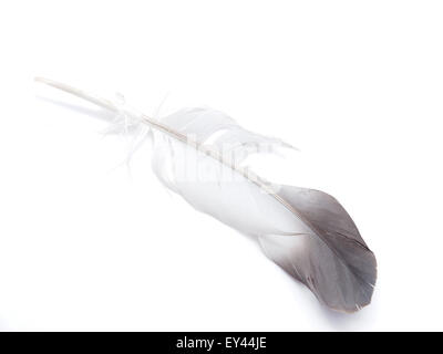 bird feather on white background Stock Photo
