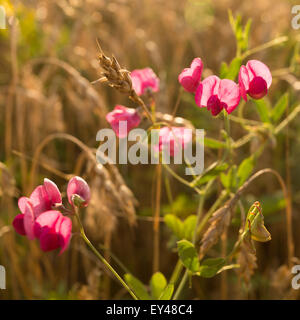 Wild flowers in the wheat field at sunset Stock Photo