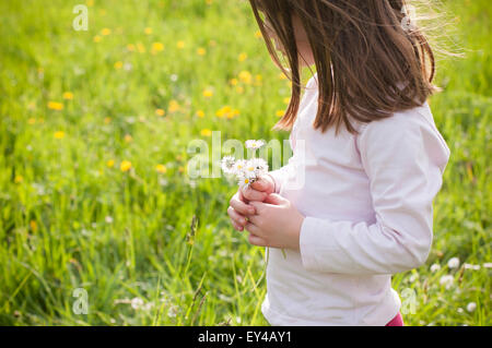 Young Girl in Field Looking at Daisies in Her Hands Stock Photo