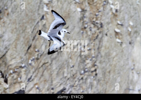 Kittiwake, F. Laridae, Rissa tridactyla in flight (immature) Stock Photo