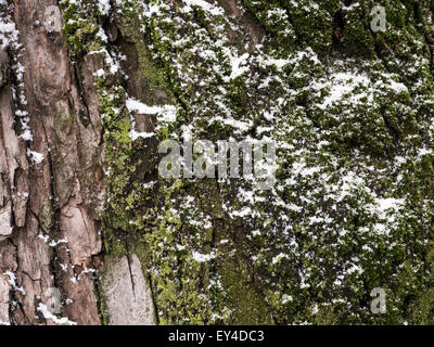 digitally altered seamless texture mossy bark on rain forest tree with snow background Stock Photo