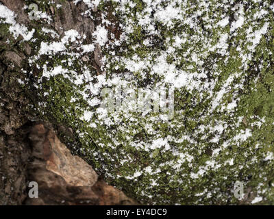 digitally altered seamless texture mossy bark on rain forest tree with snow background Stock Photo