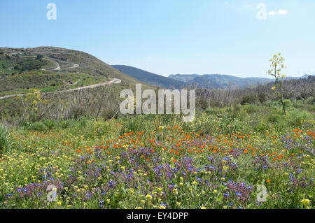 Spring wildflowers in Segesta mountain landscape, Trapani Province, Sicily, Italy Stock Photo