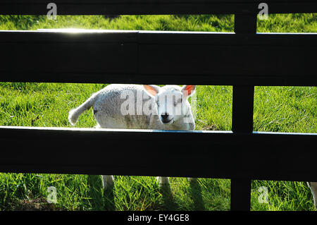 Little lamb curious from behind the fence Stock Photo