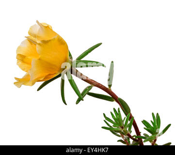 the flower portulaca isolated on white background Stock Photo