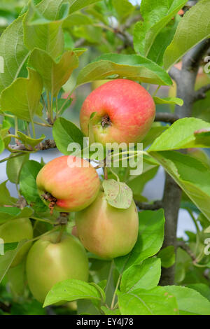 Apples growing on an apple tree in the UK Stock Photo