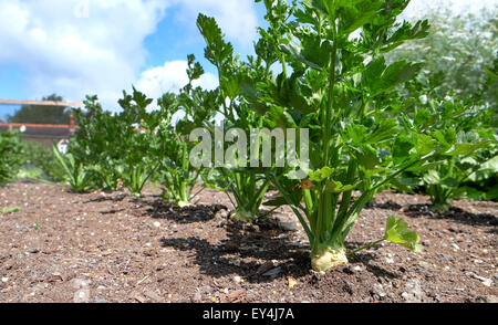 Celeriac Monarch 'Apium graveolens rapaceum' vegetable growing in a garden in the UK Stock Photo