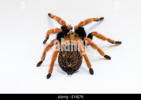 Mexican Tarantula Stock Photo