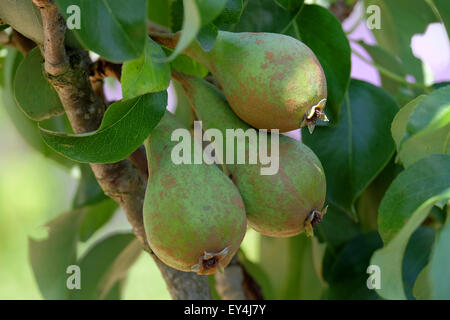 Doyenne-Du-Comice pears growing on the tree in the UK Stock Photo