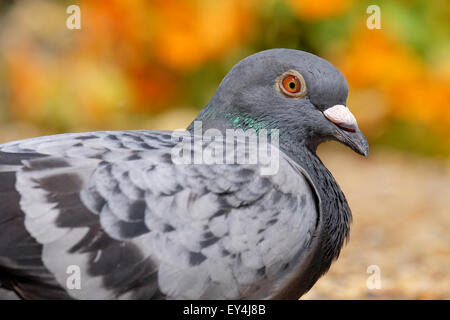 A pigeon resting in a colourful garden in Hampshire UK Stock Photo
