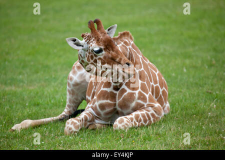A Young Reticulated Giraffe sitting in a field Stock Photo