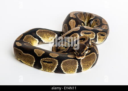 Royal python Stock Photo