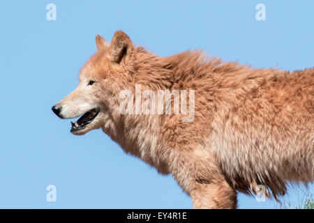 Arctic wolf  (Canis lupus arctos) on grass with blue sky Stock Photo