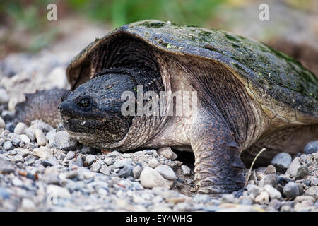 A Snapping Turtle, Chelydra serpentina, laying eggs Stock Photo