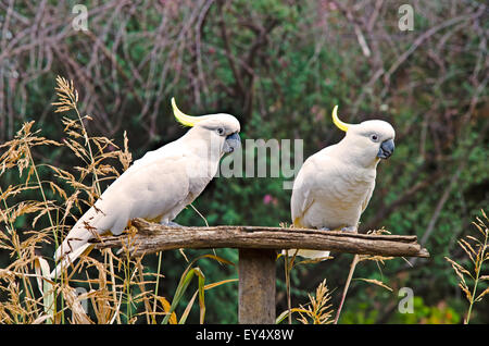 Two Sulphur-Crested Cockatoos, Cacatua galerita Stock Photo