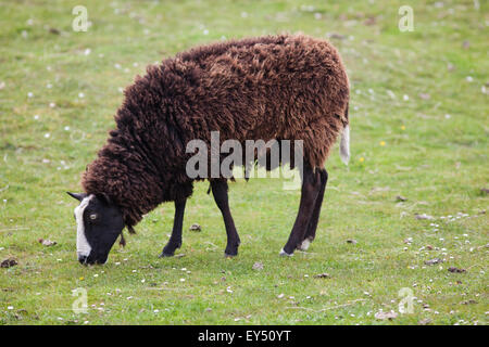 Zwartbles Sheep (Ovis aries). Domestic breed. Rare breed, originating from The Netherlands. Dual purpose. Iona. Inner Hebrides. Stock Photo