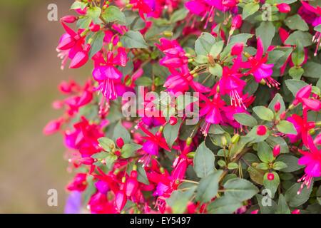 Flowers of fuchsia or Onagraceae Salvia Splendens Scarlet Sage. Stock Photo