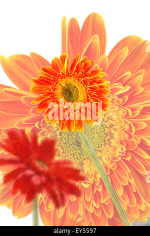 Barberton Daisy Stock Photo