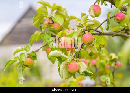 Photo of young green apples, fruits on the branches of apple trees Stock Photo