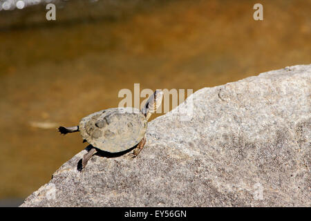 East African serrated mud turtle and Nile Crocodile- Kruger seasonal ...