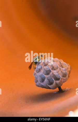 Paper wasp on her nest inside a flower pot