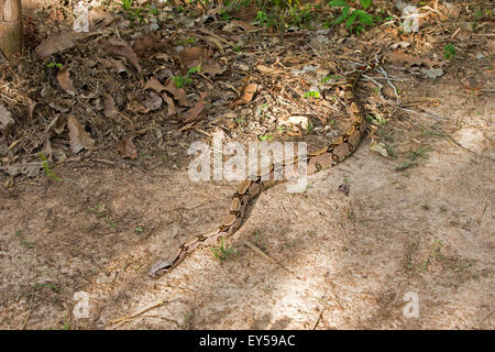 Boa constrictor on ground - Amazonas Brazil Stock Photo