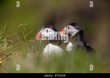 Puffins (Fratercula arctica). Who goes there?. Breeding plumage. June. Staffa. Inner Hebrides. West coast of Scotland. Stock Photo