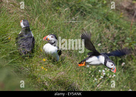 Puffin (Fratercula arctica). Pair left, nest site prospecting. Bird, right, launching itself from cliff down and out to the sea. Stock Photo