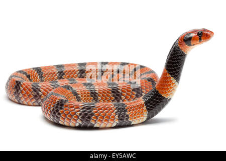 Coral Snake on white background Native to Southern Africa