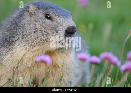 Alpine Marmot and Thrift flowers - Queyras Alps France