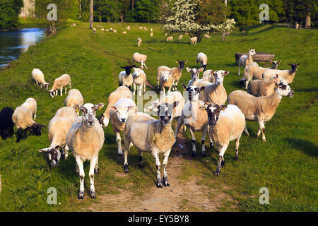 Sheep on the banks of the River Tweed near Peebles, Scotland Stock Photo