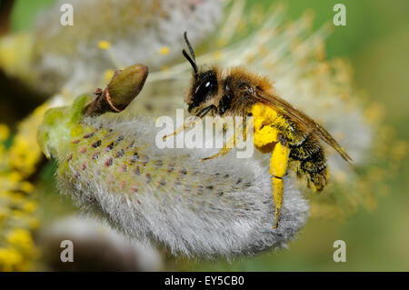 Bee willow 3 Stock Photo - Alamy