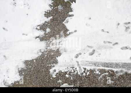 footprints in melting snow Stock Photo