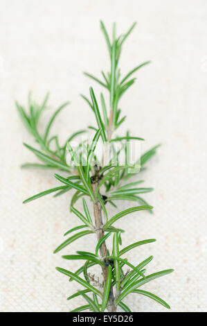 rosemary (rosmarinus officinalis) Stock Photo