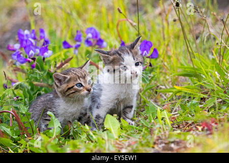 Tabby kittens in the grass - Torres del Paine Chile