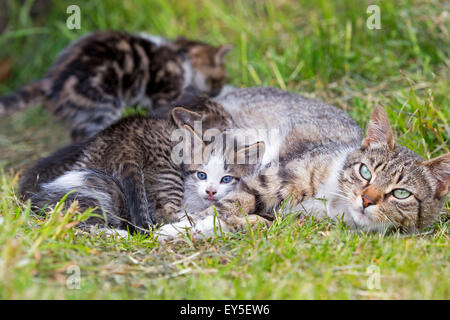 Tabby cat and kittens in the grass-Torres del Paine Chile