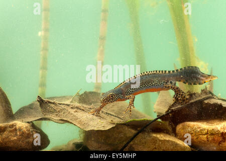 Alpine newt male in breeding time in water - France