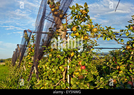 Apple 'Boskoop' in organic orchard - Alsace France Farm fruit Rothgerber Stock Photo