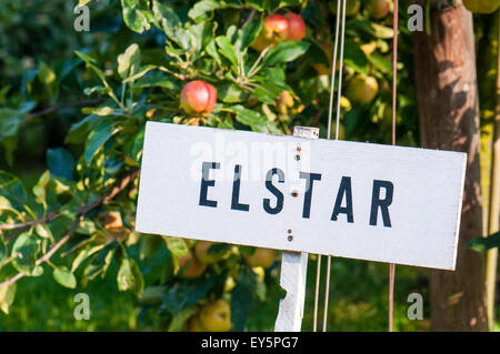 Apple tree 'Elstar' in fruit in an orchard Stock Photo