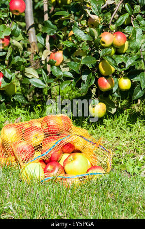 Harvest of apples 'Elstar' in an orchard Stock Photo