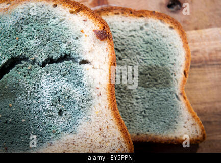 Mould growing rapidly on mouldy bread in green and white spores Stock Photo