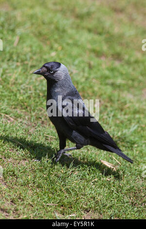 Jackdaw (Corvus monedula). Foraging on slope of grassland pasture. UK. Stock Photo