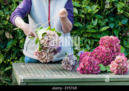 Making of dried hydrangea bouquets in a garden Stock Photo