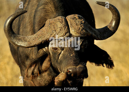 Red billed Oxpecker on Cape Buffalo hoof Stock Photo - Alamy