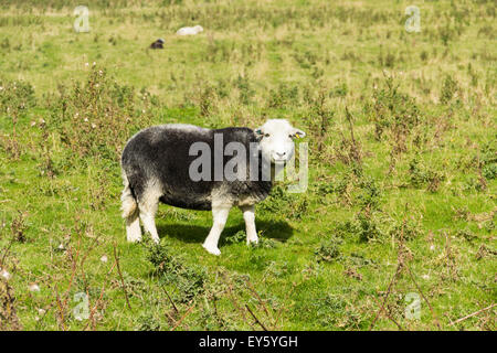 Herdwick sheep on Lancashire moorland. Herdwicks are a hardy breed of sheep native to the Cumbria and Lake District in the UK. Stock Photo