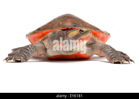 Red-bellied Short-necked Turtle on white background